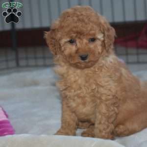 Keith, Miniature Poodle Puppy